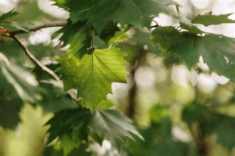 40+ Platanus Leaves Stock Photos, Pictures & Royalty-Free Images - iStock