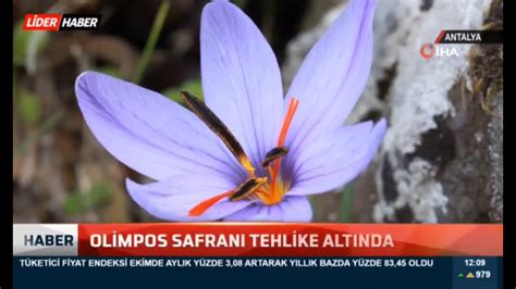 Olimpos safranı tehlike altında YouTube