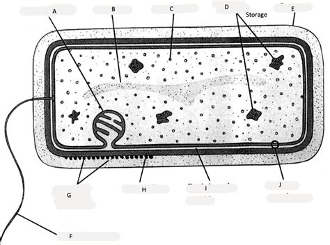 Diagram Of Bacterial Morphology And Structure Quizlet