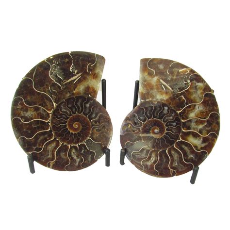 Rocks Geodes Home D Cor Large Ammonite Fossil Pair Home Living