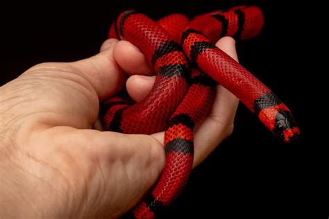 7 Pet Snakes That Stay Small Imp World