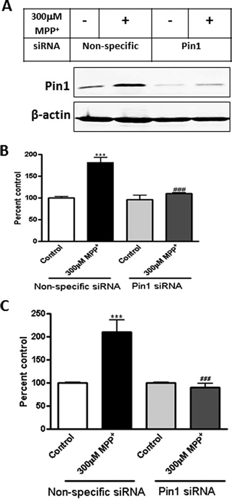 Sirna Mediated Knockdown Of Pin Attenuates Mpp Induced Apoptotic