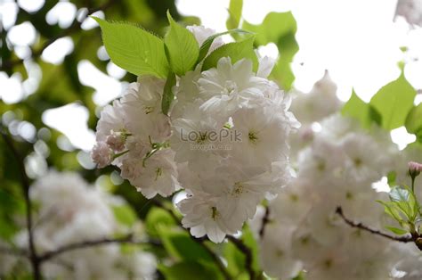 Prunus Serrulata Kanzan Images Hd Pictures For Free Vectors Download