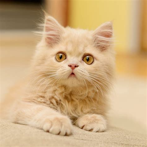 Fluffy Persian Kitten Stock Image Image Of Nature Kitty 35143987