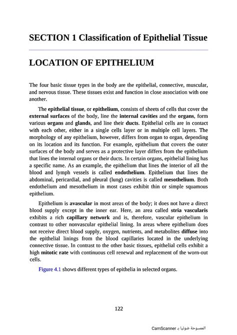 SOLUTION: Classification of epithelial tissue - Studypool