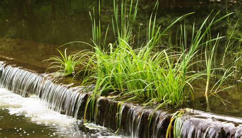 Types of Swamp Grass | Sciencing