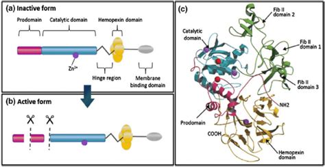 Structural Domains Of Matrix Metalloproteinases Mmp A Schematic