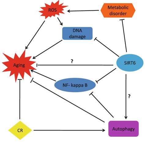 Relationships Among Sirt6 Controlled Processes Sirt6 Prevents Aging Download Scientific Diagram