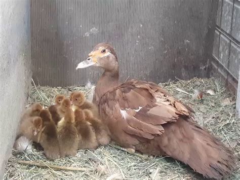 Chocolate Muscovy Ducklings