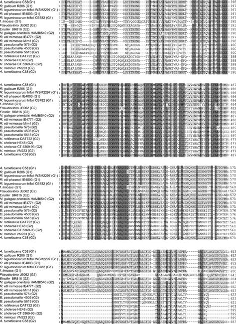 Vgrg C Terminus Confers The Type Vi Effector Transport Specificity And