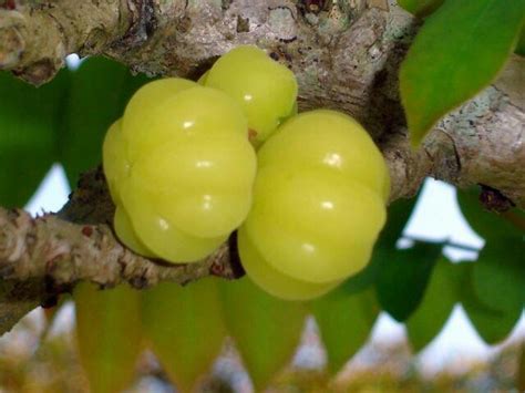 62 Best Puerto Rico Fruits Images On Pinterest Puerto Rico Tropical