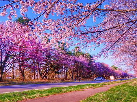 静内二十間道路の桜並木 各地の北海道遺産 次の世代に残したい北海道の宝物 北海道遺産