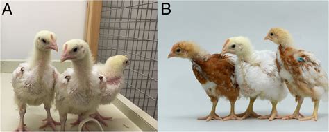 Reviving Rare Chicken Breeds Using Genetically Engineered Sterility In Surrogate Host Birds Pnas