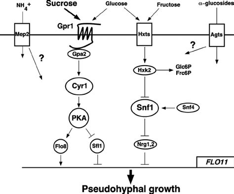 Simplified Scheme Depicting The Sensing And Signaling Components