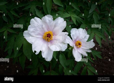 Tree Peony Paeonia Suffruticosa Close Up Pale Pink White Flowers