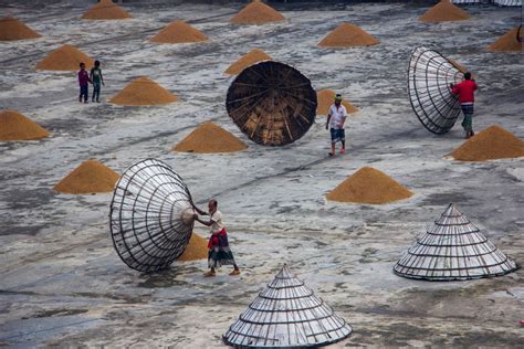 Paddy Processing Field In Bangladesh Smithsonian Photo Contest