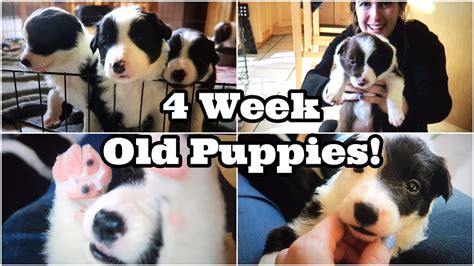 4 WEEK OLD BORDER COLLIE PUPPIES YouTube