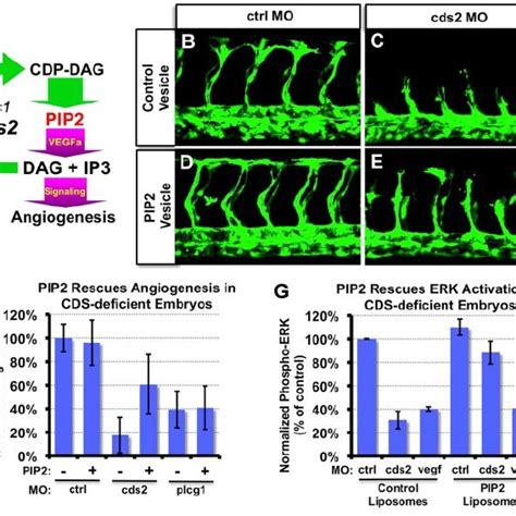 Exogenous Pip Restores Angiogenesis In Cds Morphants A Simplified