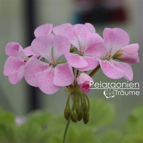 Odensjö Royal Affair Pelargonium Zonale Pelargonienträume