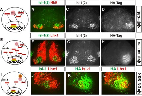 Upregulation Of Canonical Wnt Signaling Does Not Disrupt Lmc Neuron