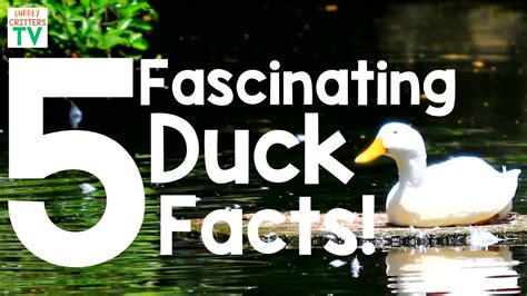 Quack Tastic Quirks 5 Fascinating Facts About Ducks Ducks