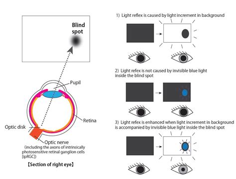 Pupillary Reflex Diagram