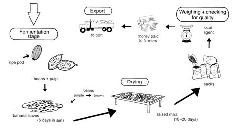 Cocoa Beans To Chocolate Process At Robert Fong Blog