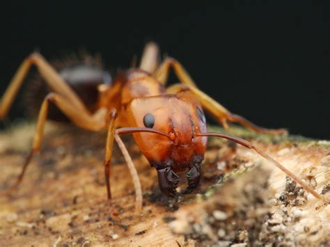 Deadly Fungus Controls Ants Body Not Just Its Mind