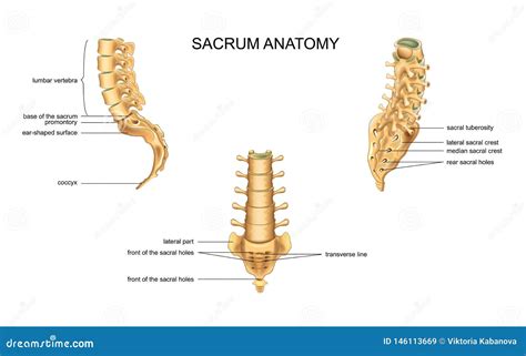 Lumbar Vertebrae Lateral View Stock Photo CartoonDealer 81729222