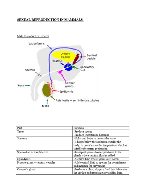 Sexual Reproduction In Mammals Download Free Pdf Menstrual Cycle Ovary