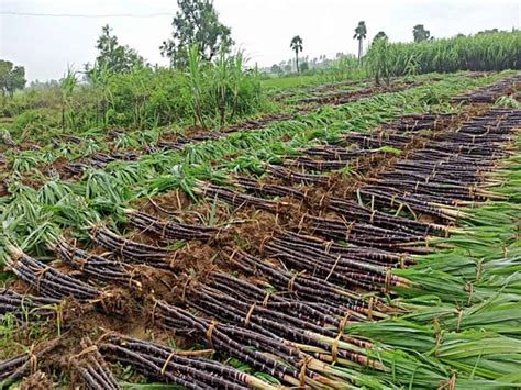 Punjab Releases Rs Crore Arrears Of Sugarcane Farmers