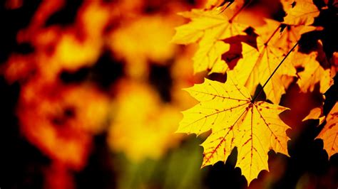 🥇 Fall maple leaf wallpaper | (42680)