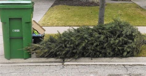 Jimmy Patronis Offers Tips On Safely Disposing Christmas Trees