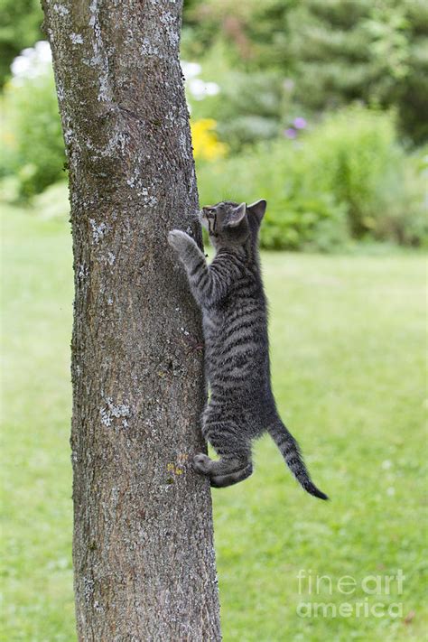 Kitten Climbing Tree Photograph By Duncan Usher Fine Art America