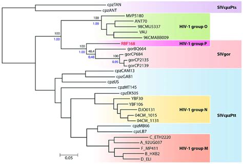 Phylogenetic Relationships Between The Hiv 1 Sivcpz And Sivgor