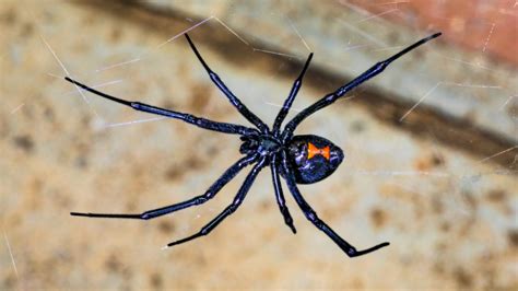 Surviving Maryland S Poisonous Spiders An Essential Guide Pest Czar