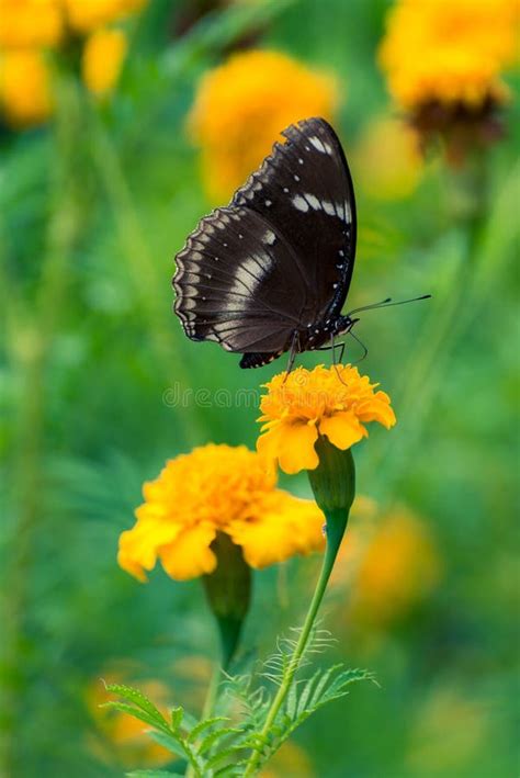 Beautiful Butterfly On Yellow Flower Black Butterfly Marigold Flower