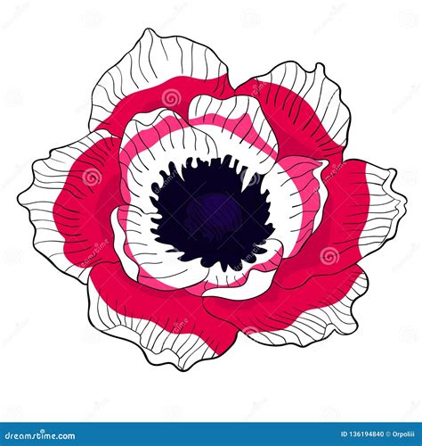 The Flower Bloom Japanese Anemone Vector Illustration Stock Vector