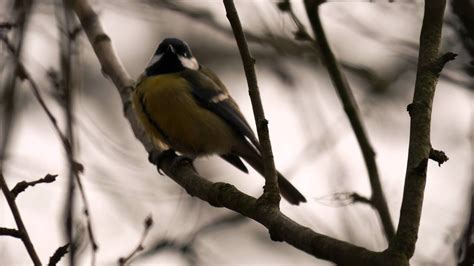 Great Tit Sound 2016 In Uhd 4k By Ani Male Youtube