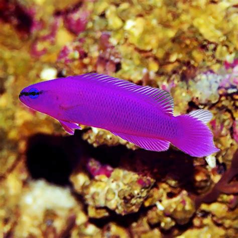 Purple Dottyback Pictichromis Porphyrea