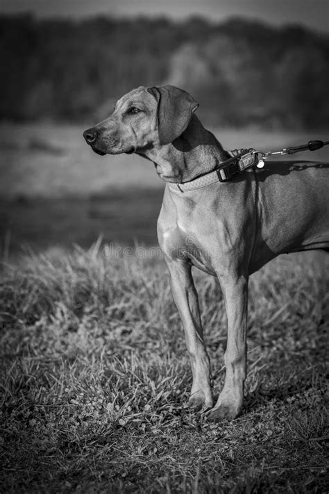 Rhodesian Ridgeback Puppy 5 Month Female Outdoor Portrait Stock Photo