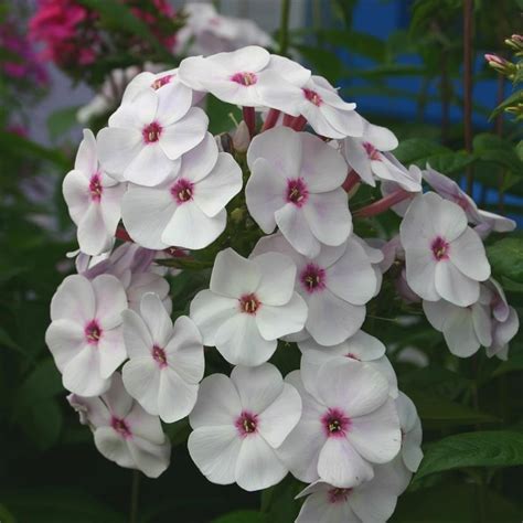 Phlox Paniculata Flame White Eye P