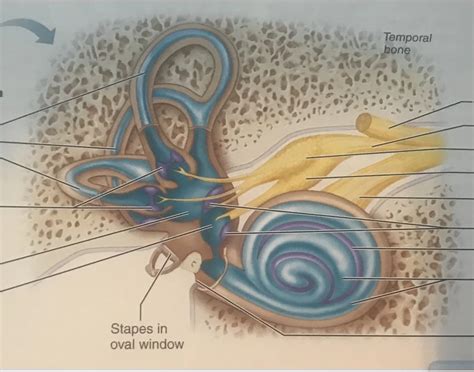 Anatomy the Inner ear Quiz