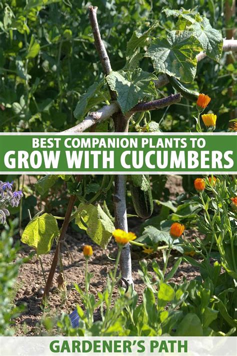 Grow Bigger Better Cucumbers With The Right Companion Plants Ariestio