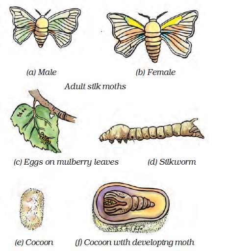 Life History Of Silk Moth