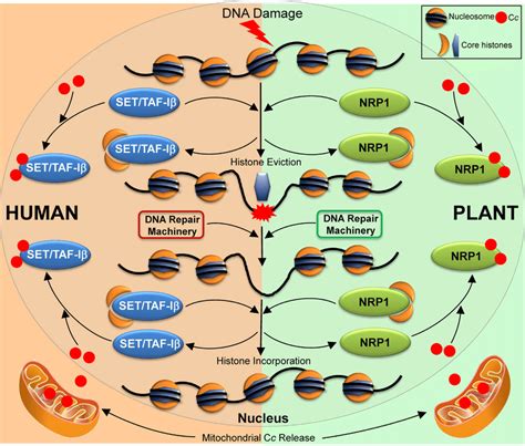 Proposed Model Of Nucleosome Assembly Disassembly Impairment By Cc Upon