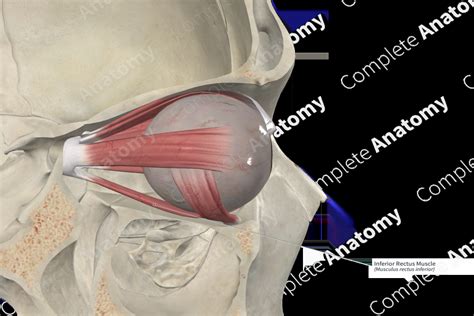 Inferior Rectus Muscle | Complete Anatomy