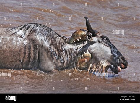 Crocodile Wildebeest Hi Res Stock Photography And Images Alamy