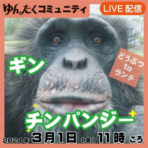 ゆんたくコミュニティ限定ライブ配信どうぶつtoランチ【チンパンジーのギン】 沖縄こどもの国｜ゆんたくコミュニティでずっと応援！（沖縄こどもの国