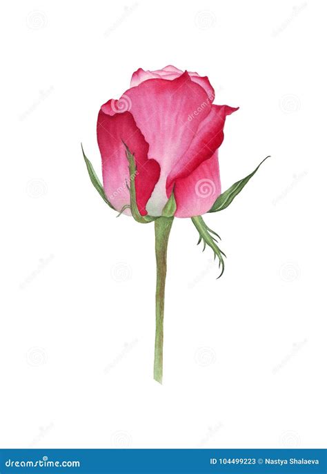 Botanical Watercolor Of Pink Rose Stock Image Image Of Roses Garden